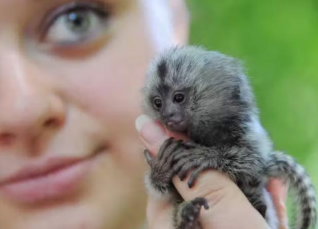 Pygmy Titi Finger Sized Monkey-Stumbit Important Infos